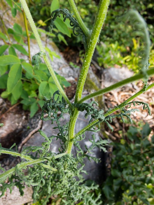 Senecio sylvaticus / Senecione delle selve